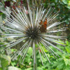 Large allium with butterfly'