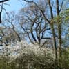 Hard path in Brasenose Wood