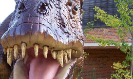 Chris Packham checks out the megalosaur