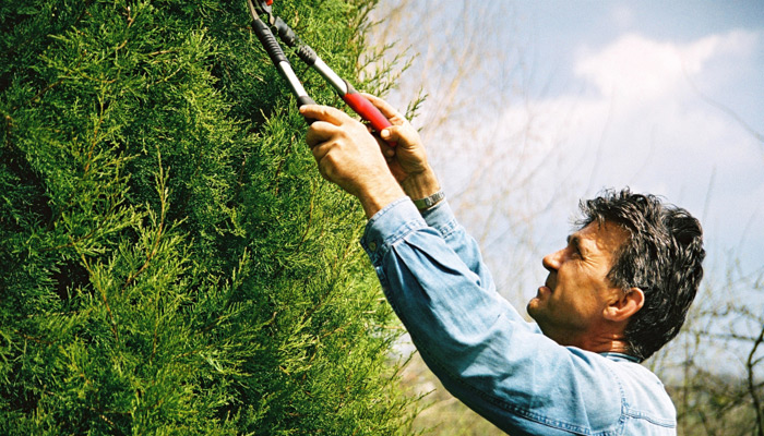 Gardener trimming hedge