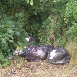 Rubbish bags in bushes