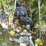 Rubbish dumped in bushes