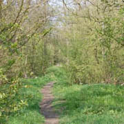 Eynsham wood 