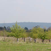 Eynsham wood 