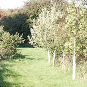 Leafield 