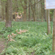 Little Garden wood, Ramsden 