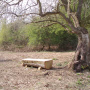 North Leigh community woodland