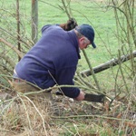 Hedgelaying participant