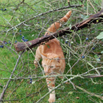 Cat in the undergrowth