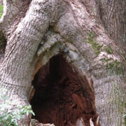 Hollow in ancient oak