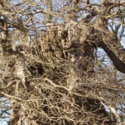 Ancient oak 
