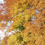 Beech trees in Autumn 