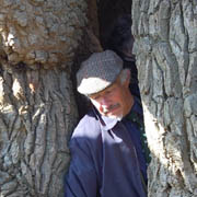 Hollow in oak 