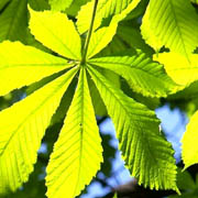 Horse chestnut leaves