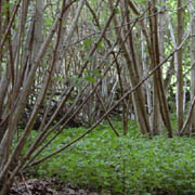 Mature hazel coppice