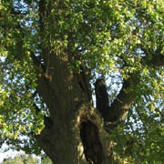 Oak