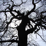 Silhouette of oak 