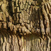 Ring buckle in oak