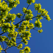 Oak in spring 