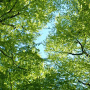 Sunlit canopy