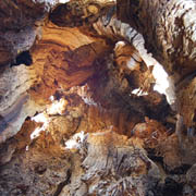 View inside ancient oak 