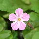 Herb Robert - click to enlarge image