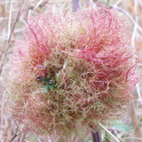 Rose gall - click to enlarge image