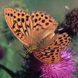 Silver washed fritillary - click to enlarge image