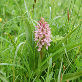 Orchid - click to enlarge image