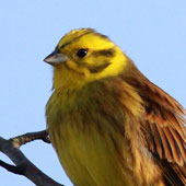 Yellowhammer - click to enlarge image