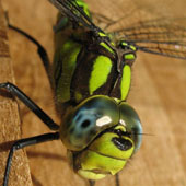 Emporer dragonfly - click to enlarge image