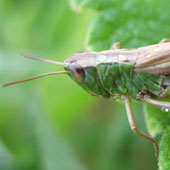 Grasshopper - click to enlarge image