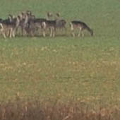 Fallow deer - click to enlarge image