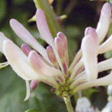 Honeysuckle - click to enlarge image