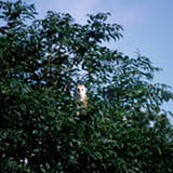 Barn Owl - click to enlarge image
