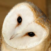 Barn Owl - click to enlarge image