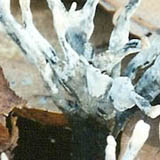 Candlesnuff fungus - click to enlarge image