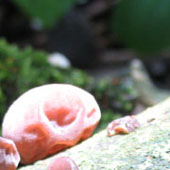 Jelly Ear fungus - click to enlarge image
