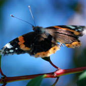 Red Admiral - click to enlarge image