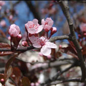 Cherry Blossom - click to enlarge image