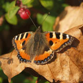 Tortoiseshell - click to enlarge image