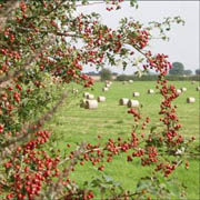 Straw bales and Hawthorn on Shipton Down 