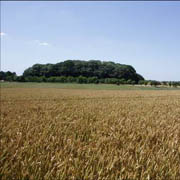Plantation near Whiteoaks Green 