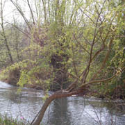 River Windrush near Minster Lovell 