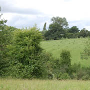 Wigwell 