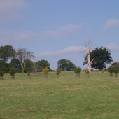 Parkland trees, north of Ascott-under-Wychwood 