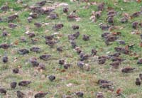 Linnets feeding by Alan Larkman