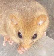 dormouse
