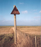 A barn owl nest box erected on a pole in an area where there is good prey habitat but no obvious natural nest sites