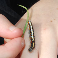 Caterpillar on hand